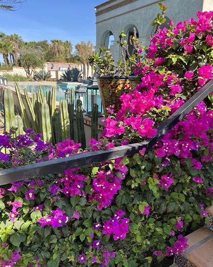 a purple flowers on a bush