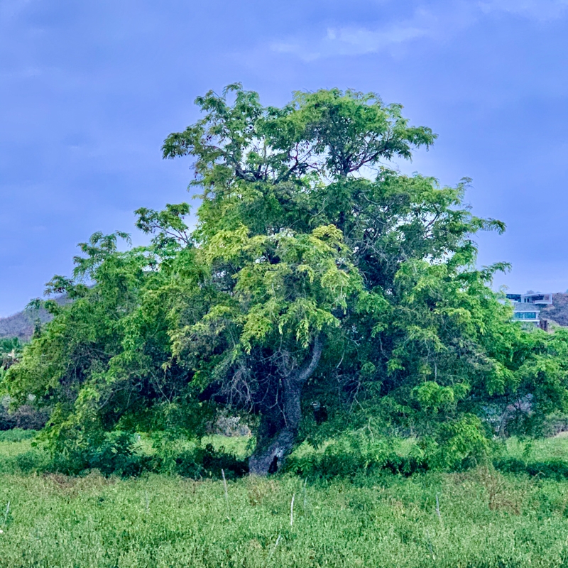 a tree in a field