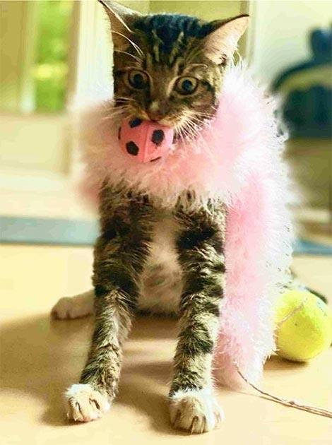 a cat wearing a pink boa and a pink ball