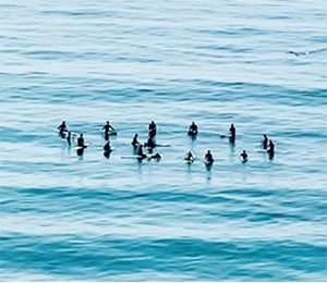 a group of people in the ocean