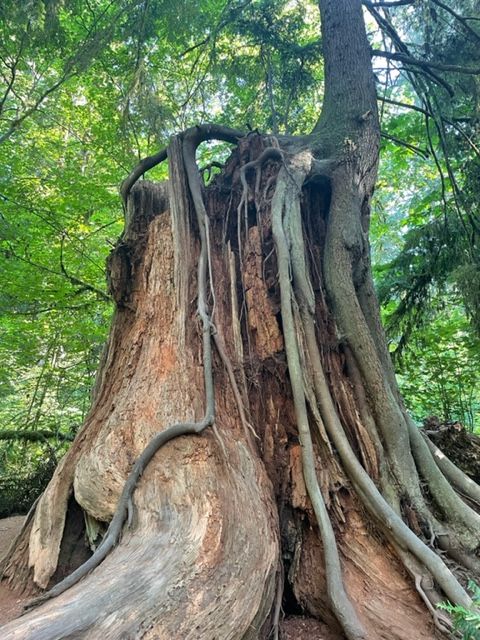 a tree with many roots