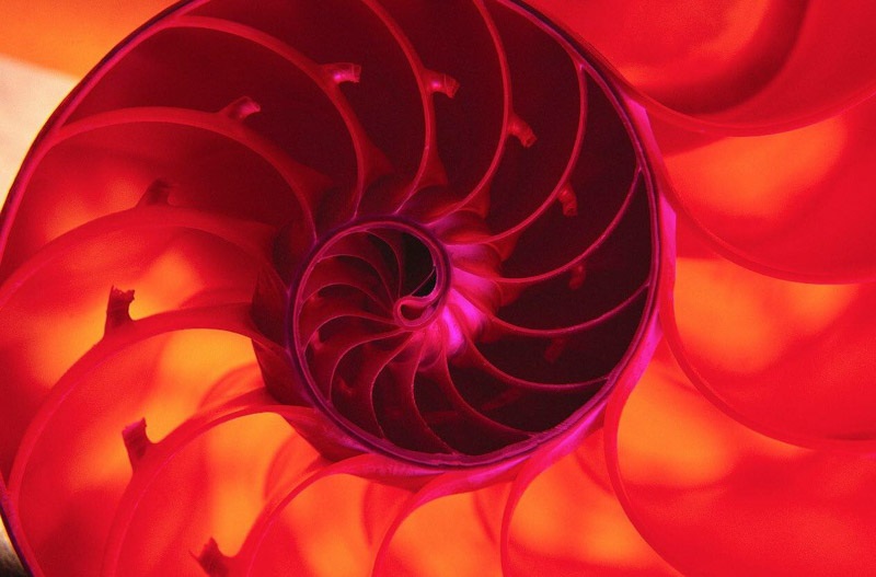 a close-up of a spiral